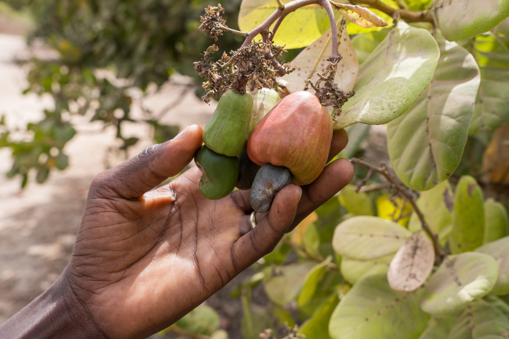Main tenant des noix de cajou mûres sur arbre – Coséame, grossiste alimentaire Afrique