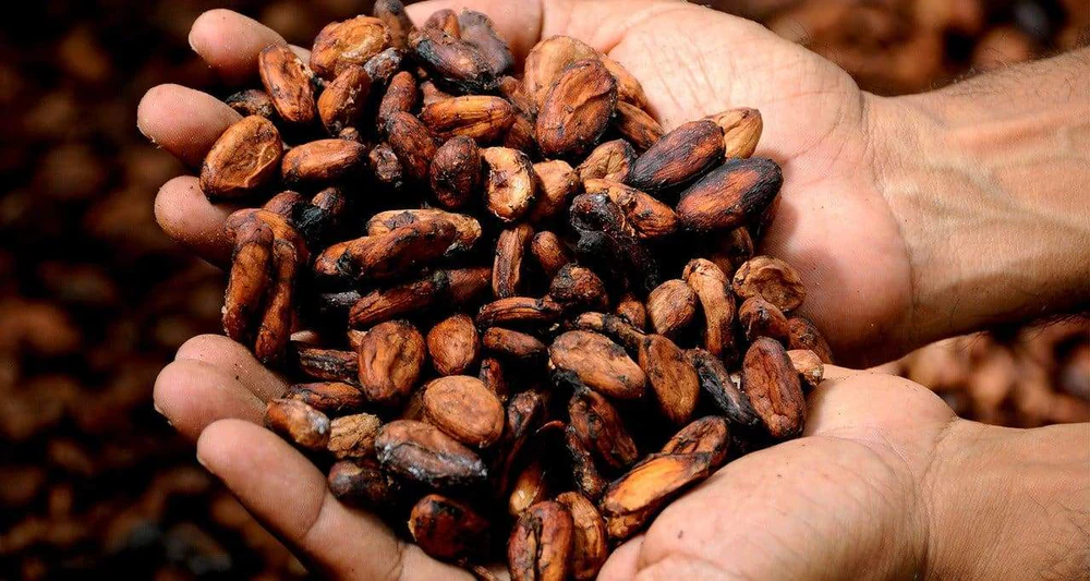 Fèves de Cacao d'Afrique de l'Ouest